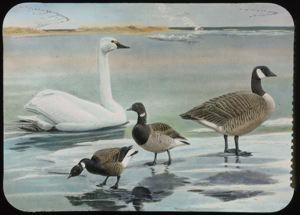 Image: Whistling Swan, Canada Goose, Brant, Black Brant